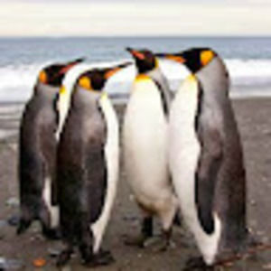 Meet your Posher, Brad